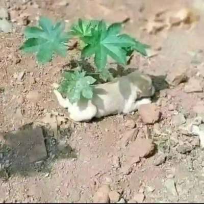 Flower Profile Picture