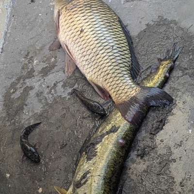 Fish Profile Picture